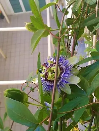 Lägenhet Bright Gioberti Courtyard *